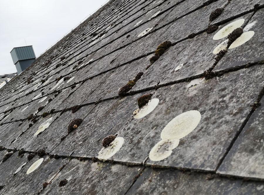 veilige verwijdering van asbestleien in Vlaanderen